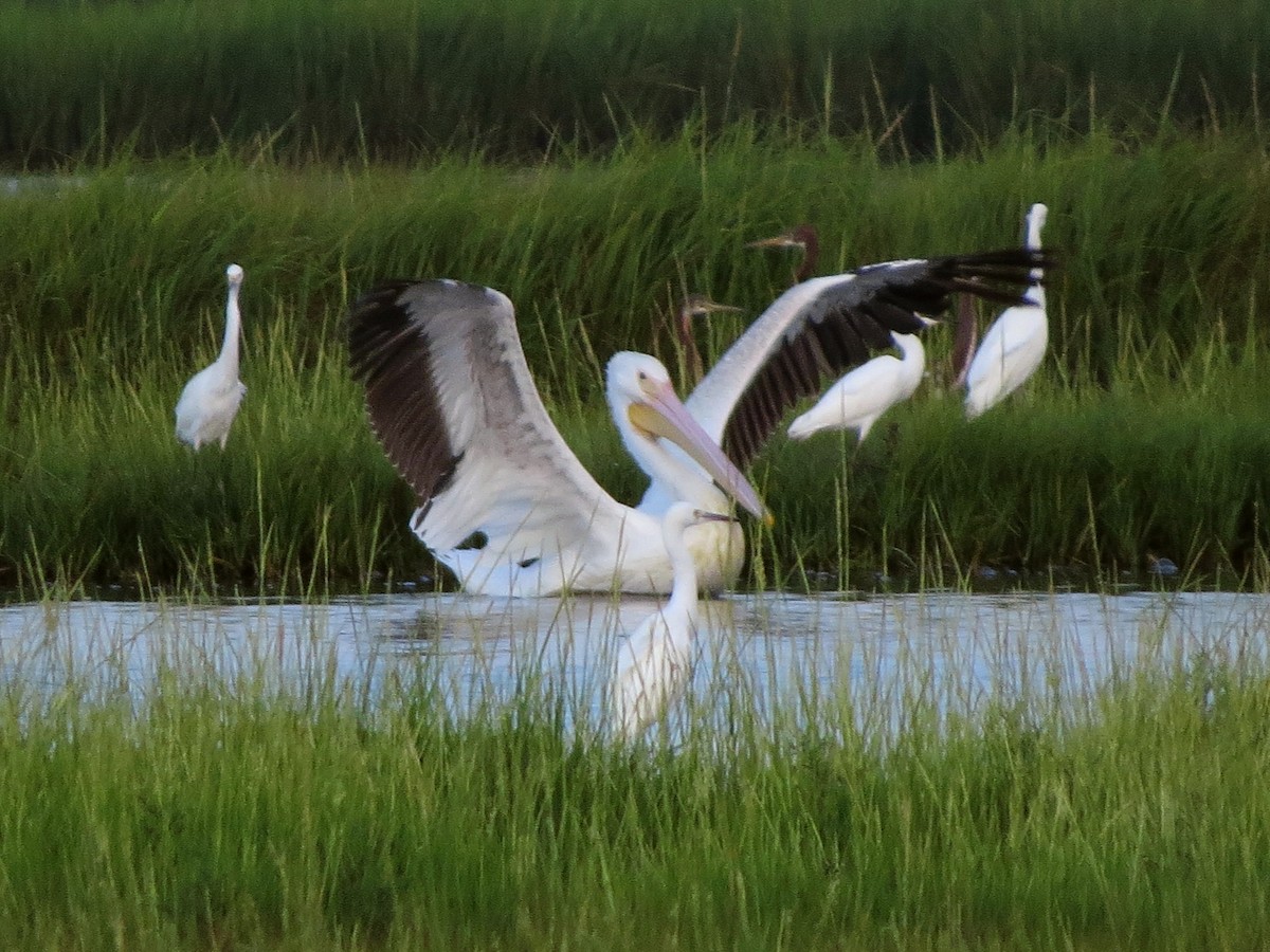 American White Pelican - ML397242001