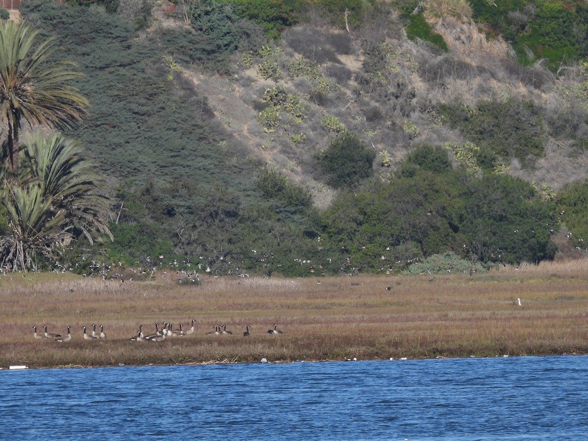 American Wigeon - ML397242011