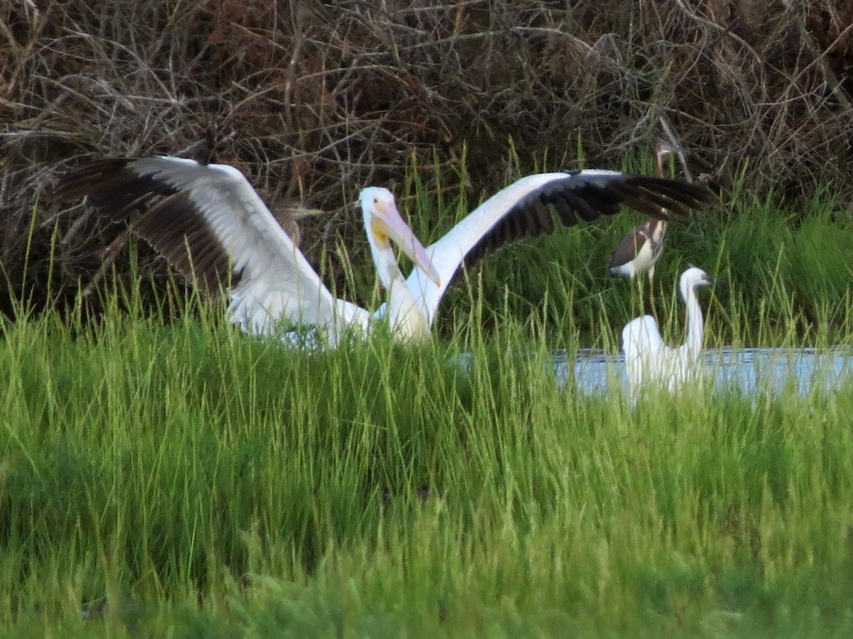 American White Pelican - ML397242321