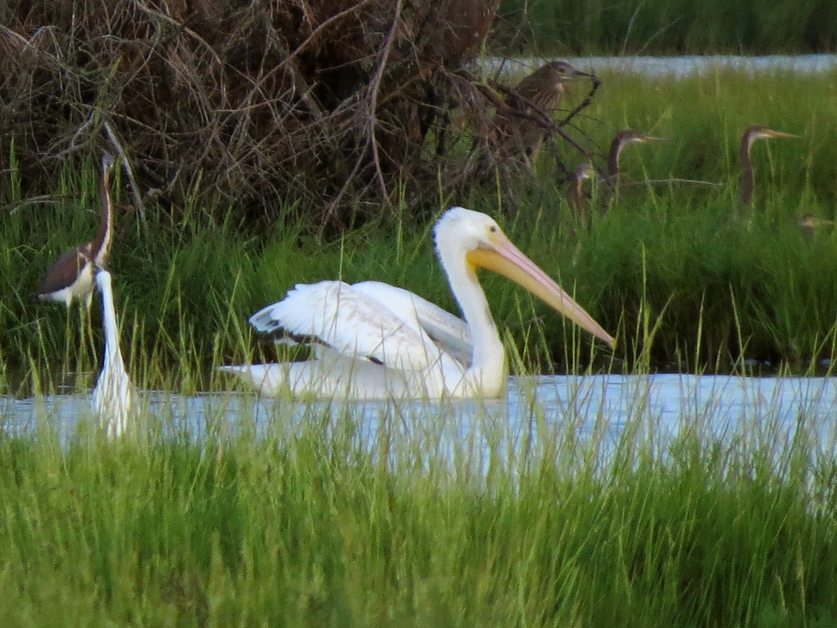 American White Pelican - ML397242421
