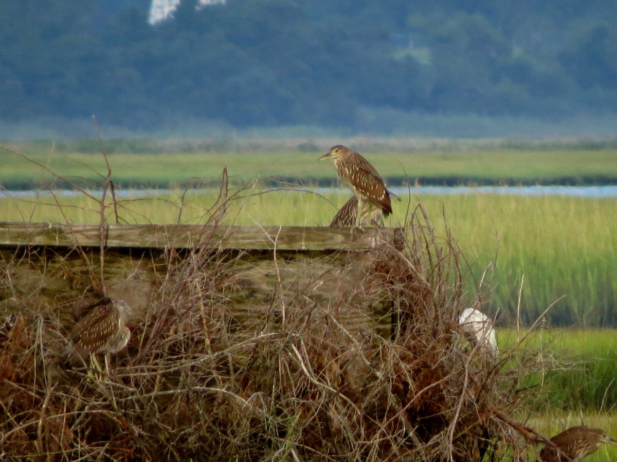 Black-crowned Night Heron - Joel Martin