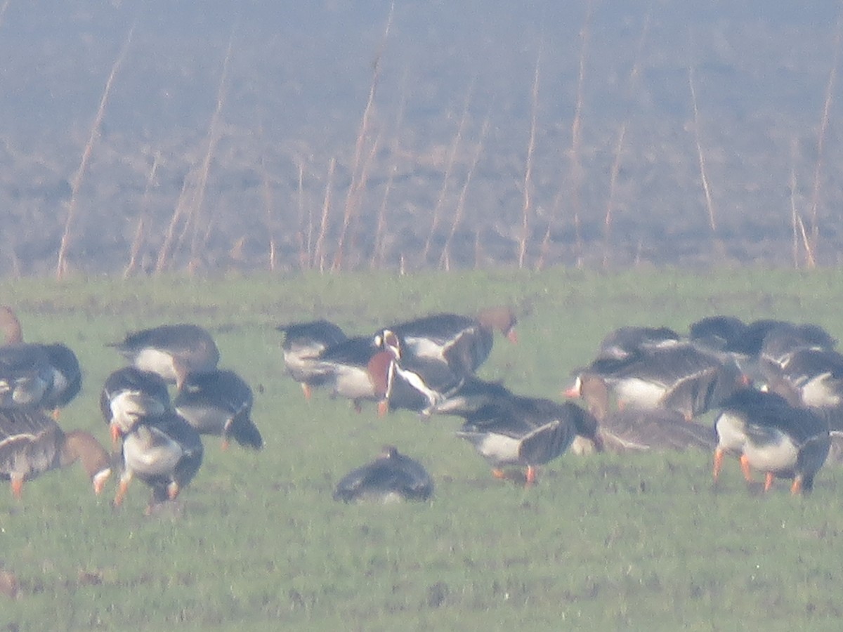 Red-breasted Goose - ML397243201