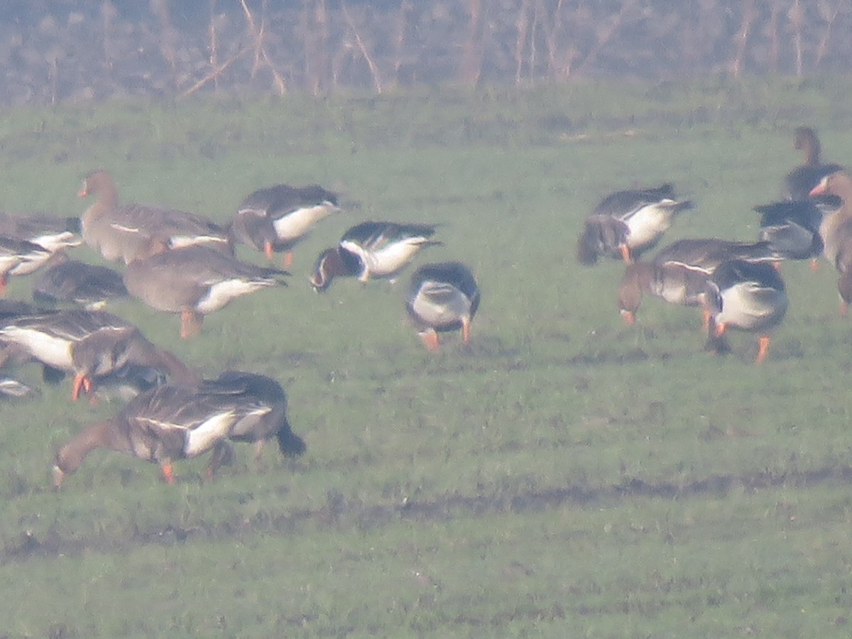 Red-breasted Goose - ML397243431