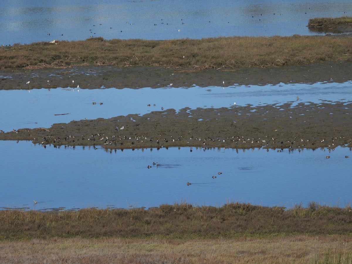 American Wigeon - ML397244071