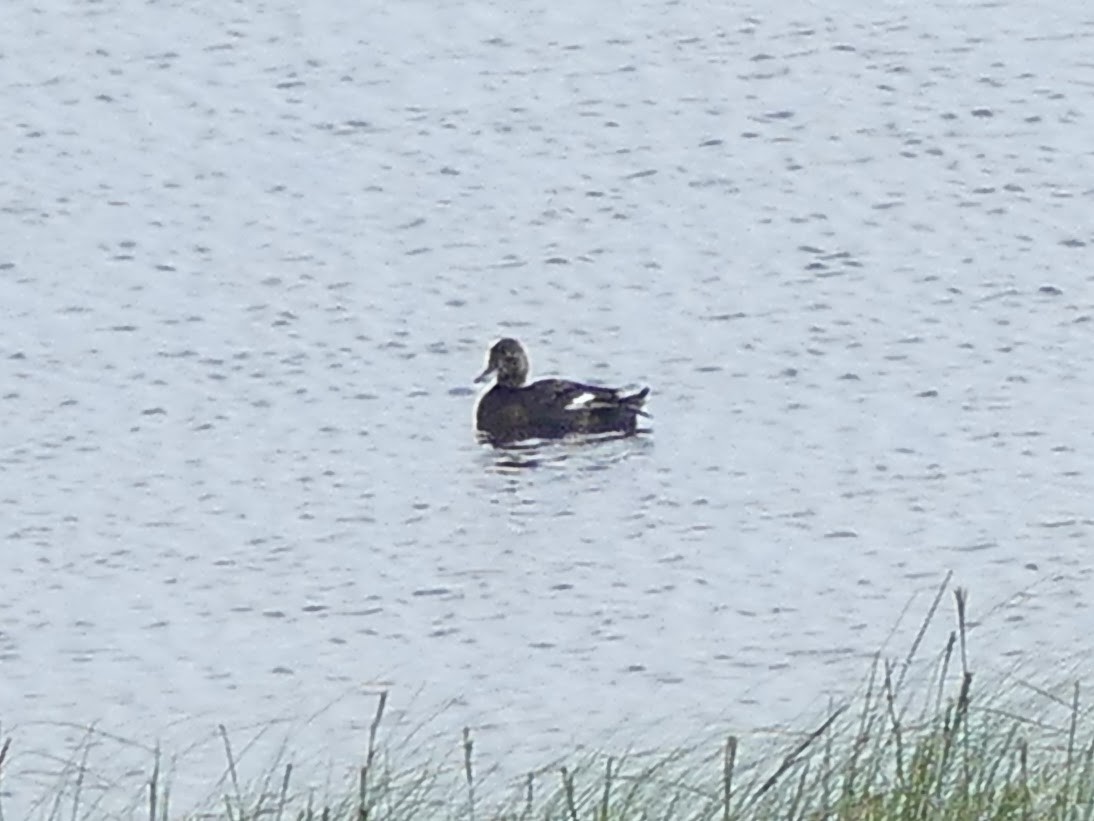 Lesser Scaup - ML397244841