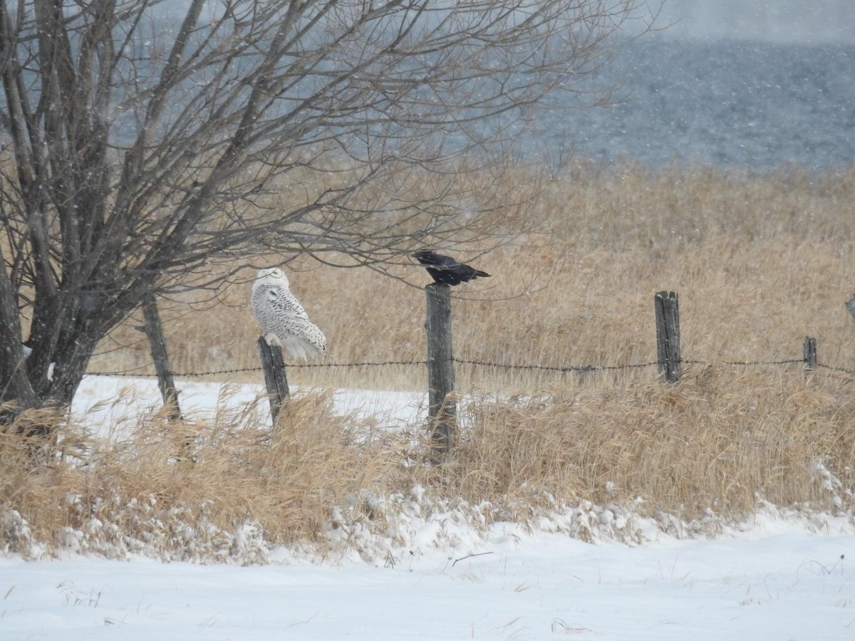 Snowy Owl - Tara Fuller