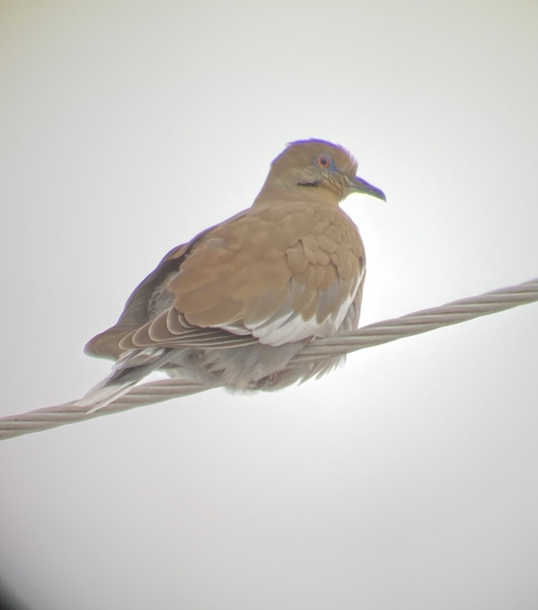 White-winged Dove - Craig Kesselheim