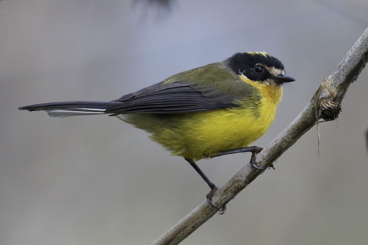 Yellow-crowned Redstart - ML39724651