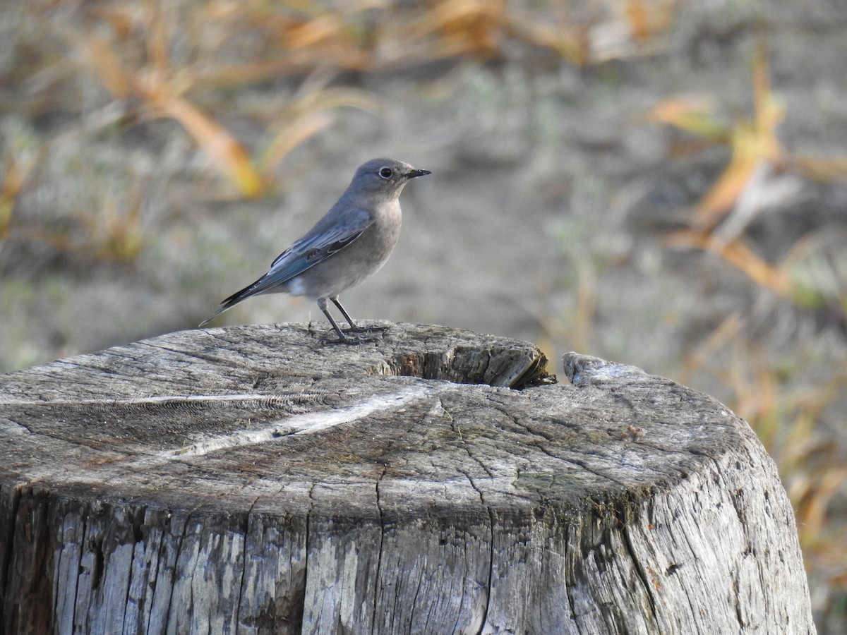 Mountain Bluebird - Jody  Wells