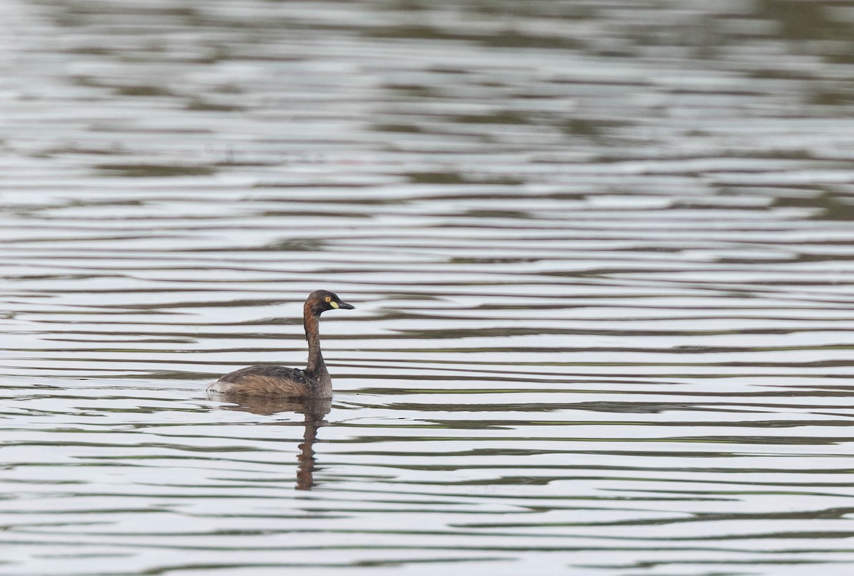 Australasian Grebe - ML397246671