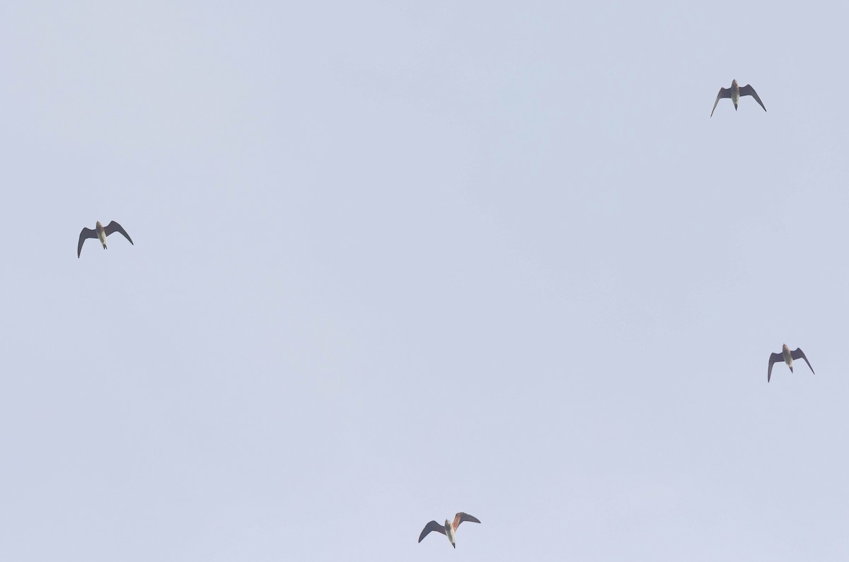 Oriental Pratincole - ML397247221