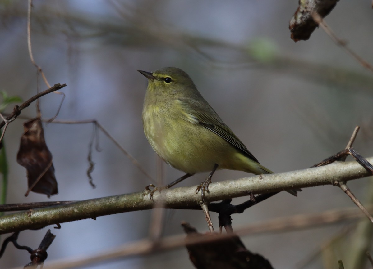 Orange-crowned Warbler - ML397247461