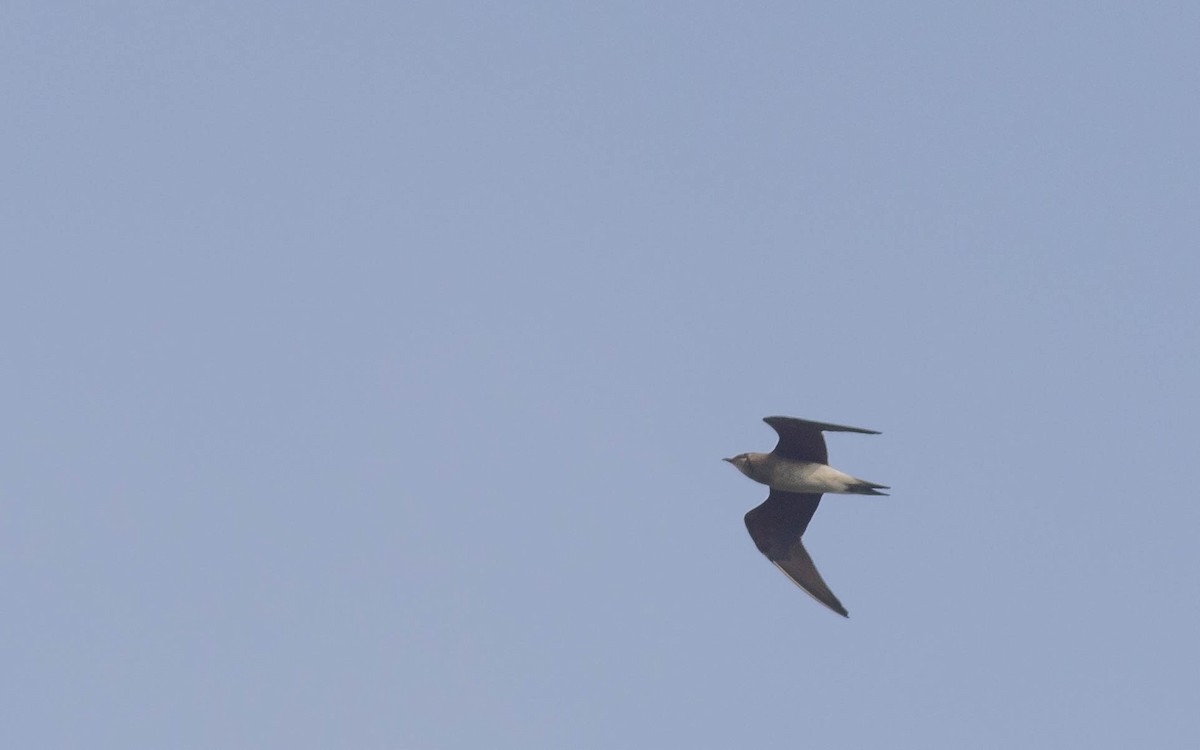 Oriental Pratincole - ML397247661