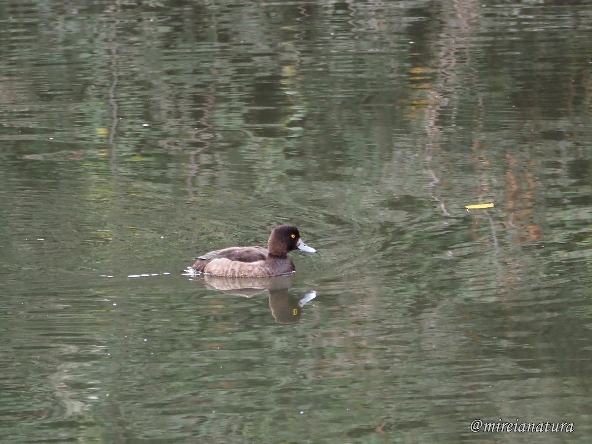 Tufted Duck - Elver G