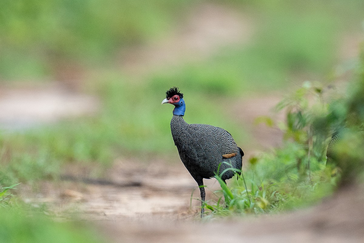 Eastern Crested Guineafowl - Laurent Esselen