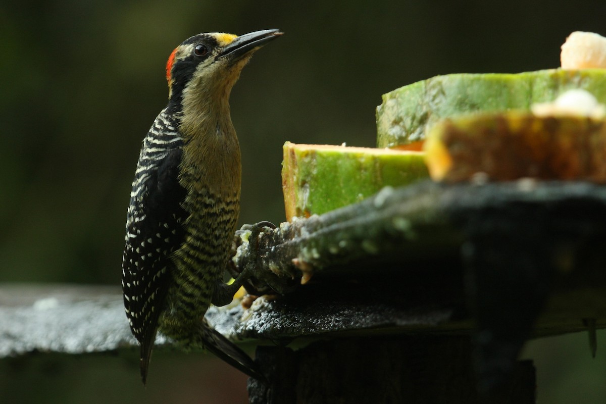 Black-cheeked Woodpecker - ML397248681