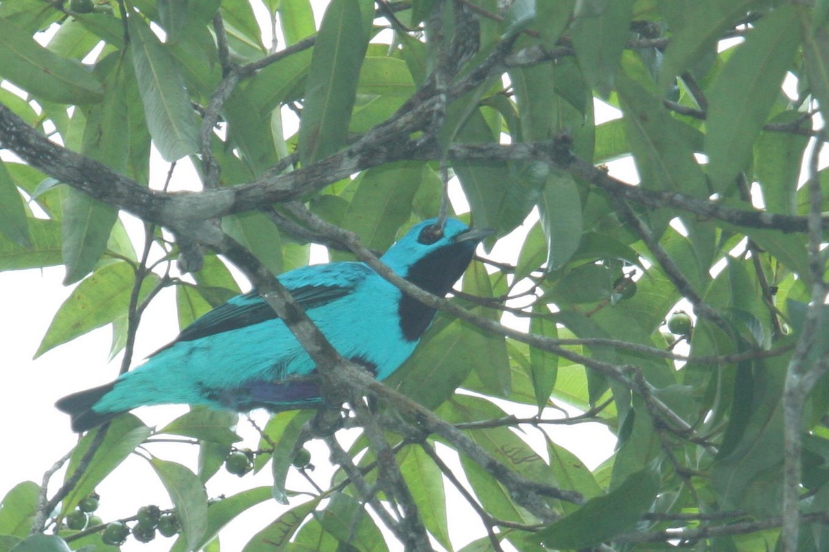Blue Cotinga - ML397248751