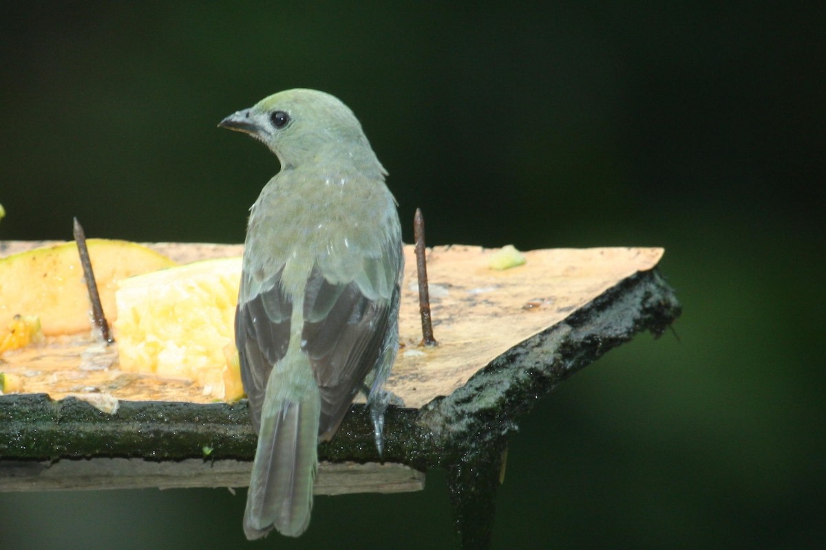 Palm Tanager - ML397248841