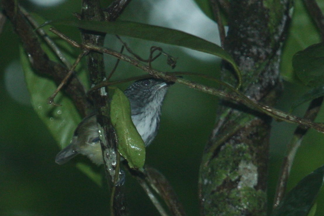Spot-crowned Antvireo - ML397248871