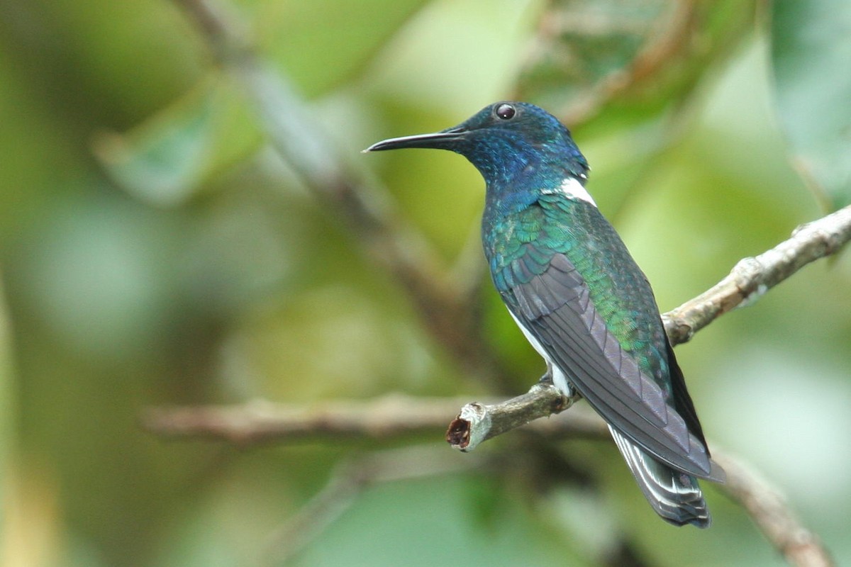 White-necked Jacobin - ML397248981