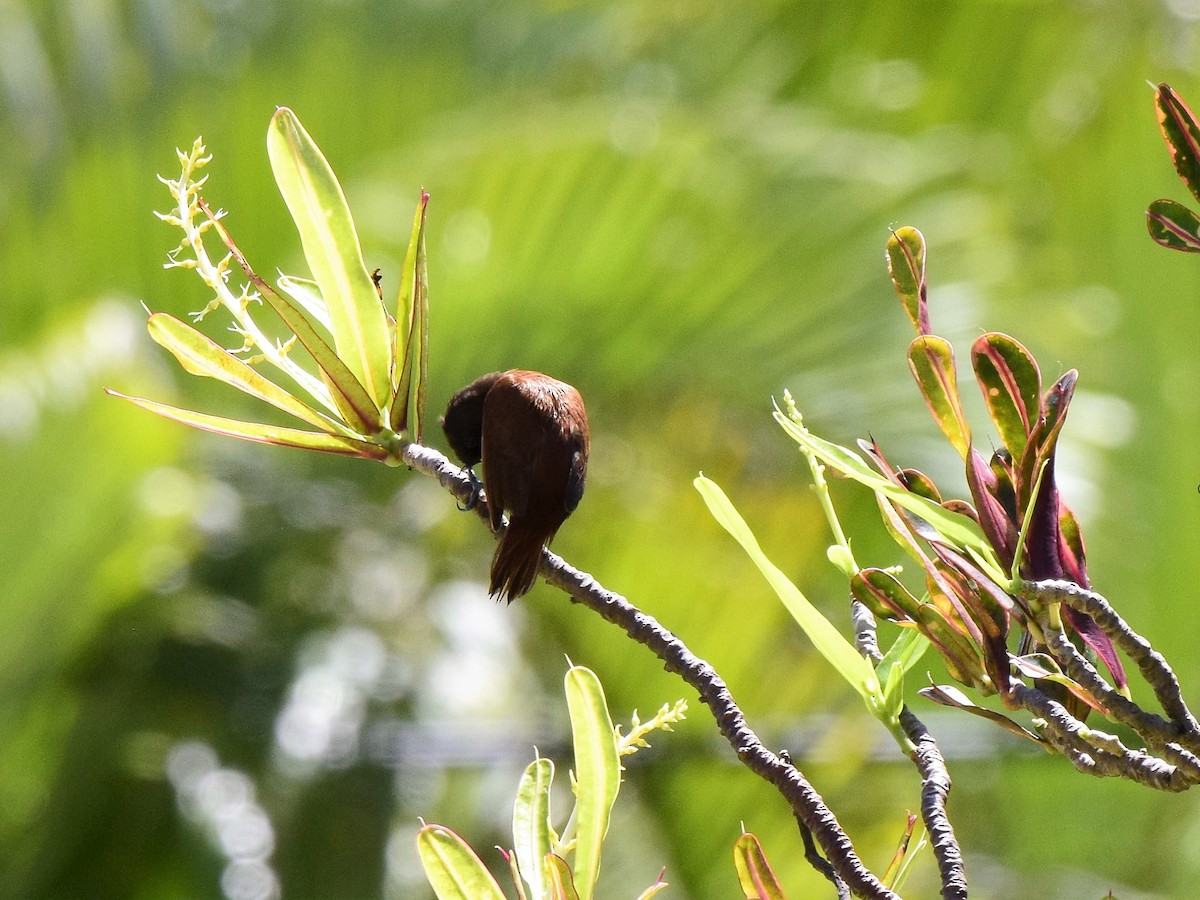 Chestnut Munia - ML39725001