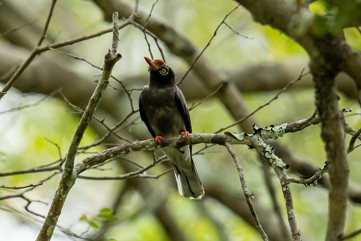 Chestnut-fronted Helmetshrike - ML397250221