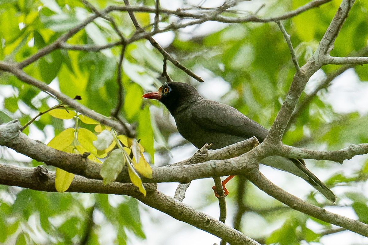 Chestnut-fronted Helmetshrike - ML397250241