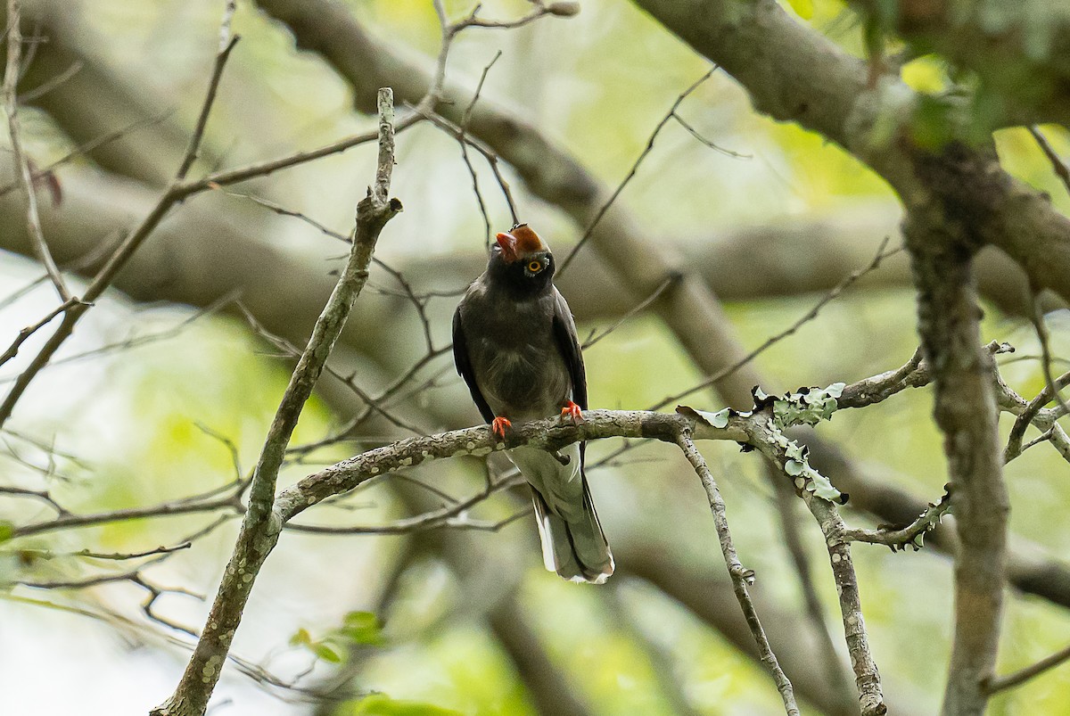 Chestnut-fronted Helmetshrike - ML397250271