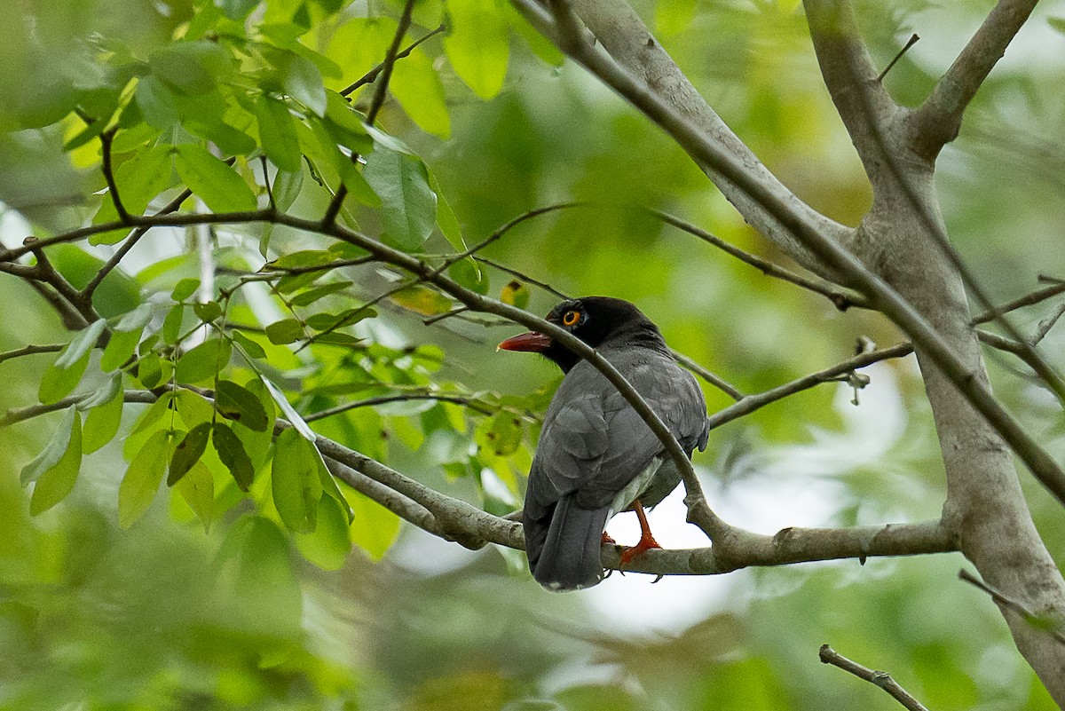 Chestnut-fronted Helmetshrike - ML397250391