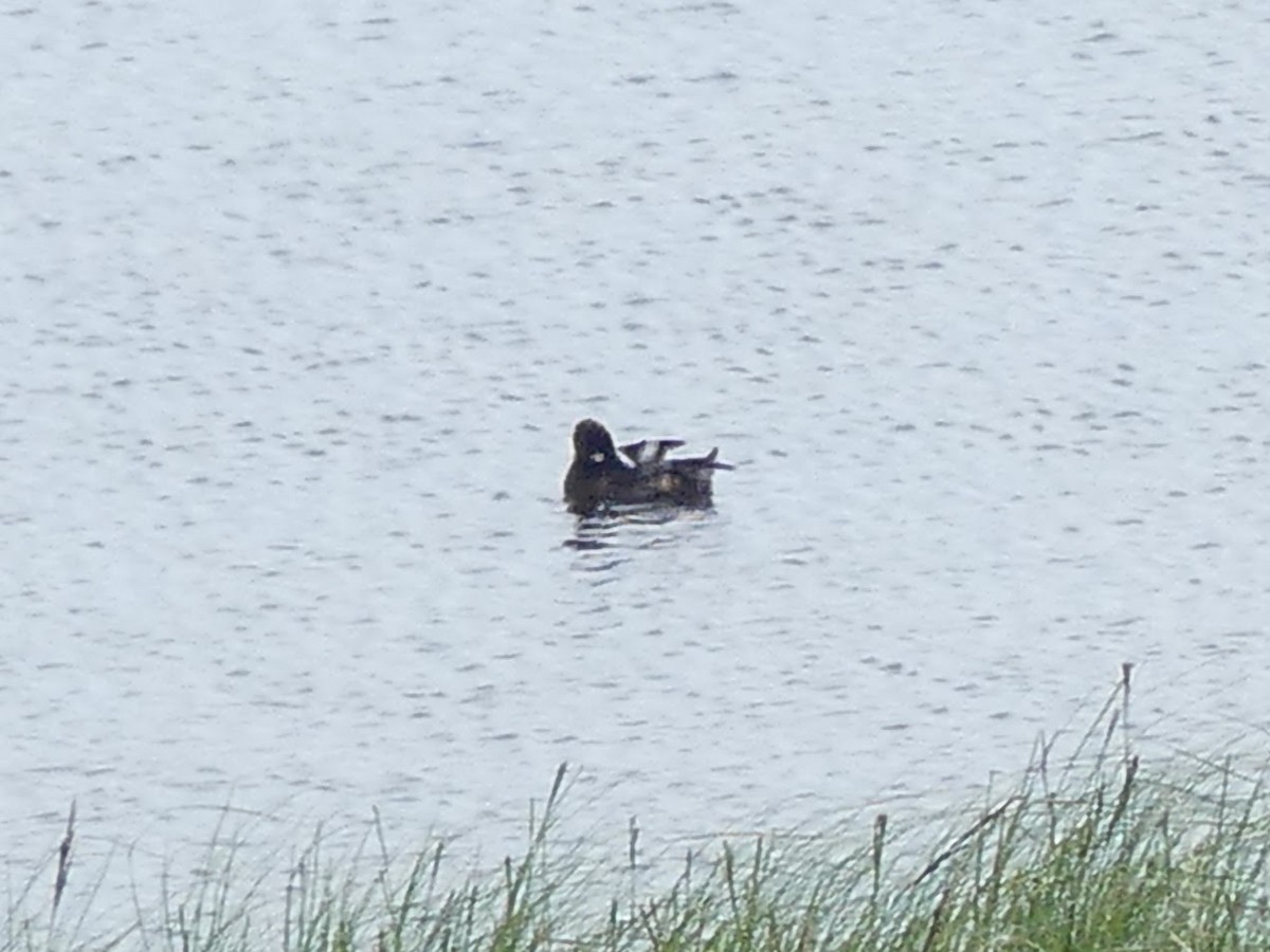 Lesser Scaup - ML397250421