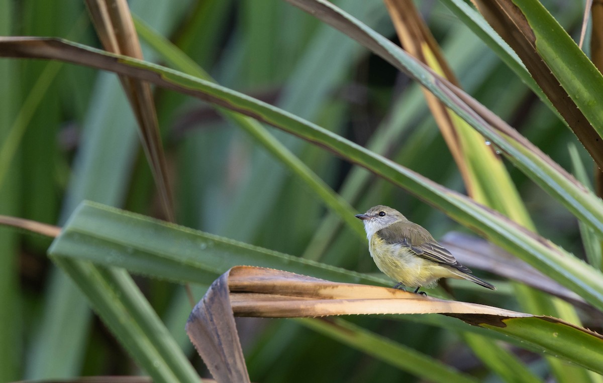 Lemon-bellied Flyrobin - ML397251421