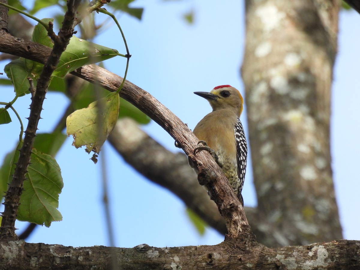 Hoffmann's Woodpecker - Carlos Ulate