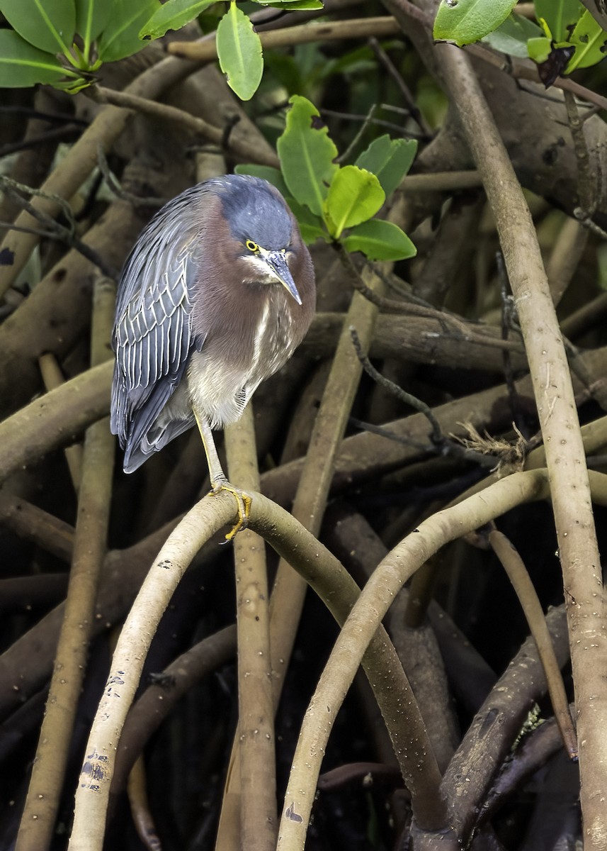 Green Heron - ML397253661