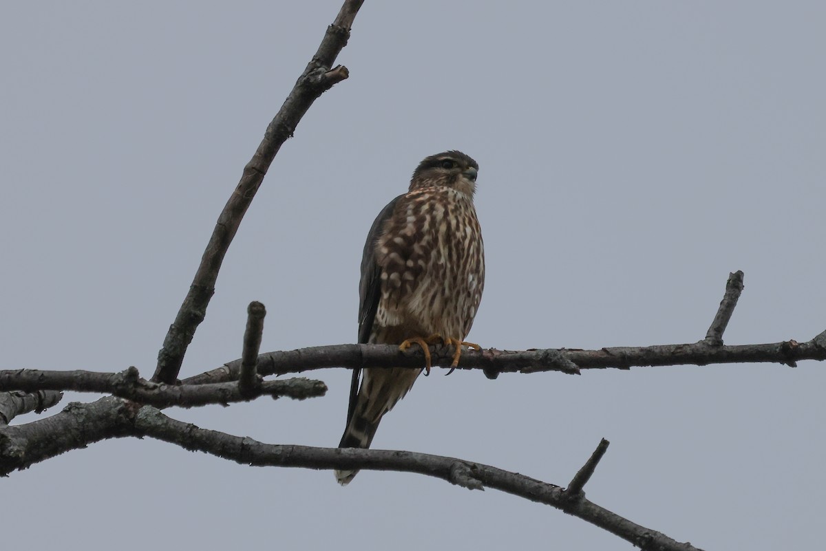 Merlin - ML397253891