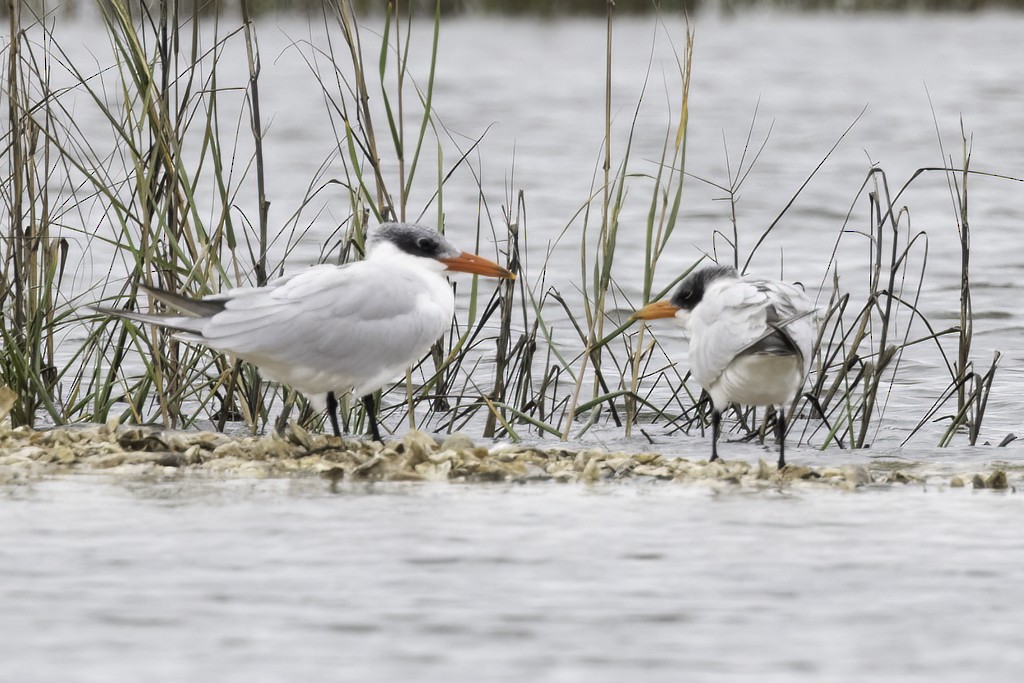 Caspian Tern - ML397254121