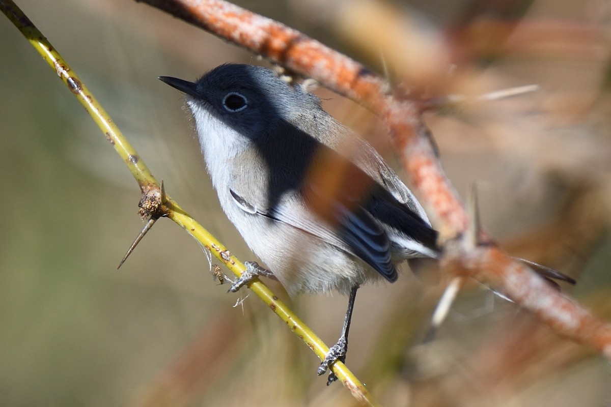 Black-tailed Gnatcatcher - Sean Crockett