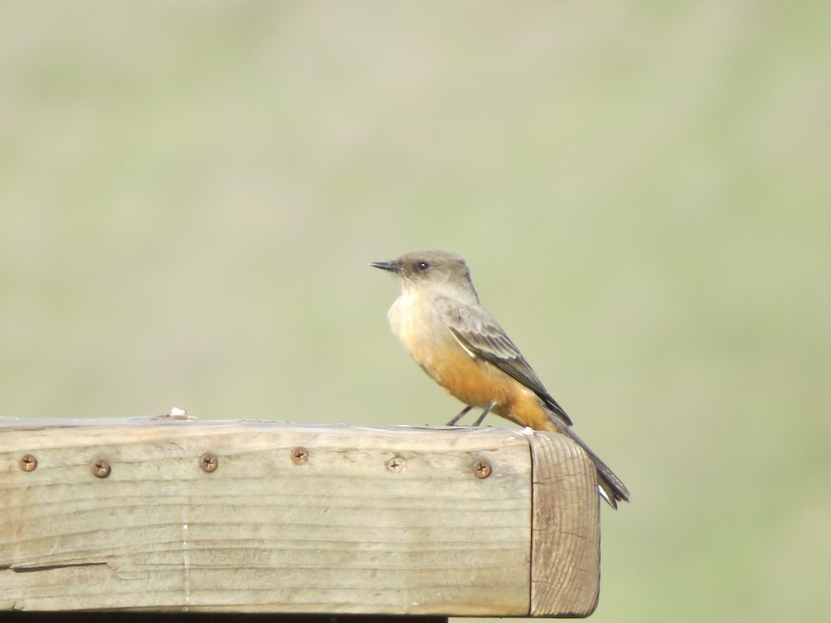 Say's Phoebe - David Barry