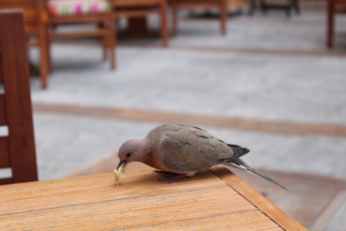 Laughing Dove - ML397255551