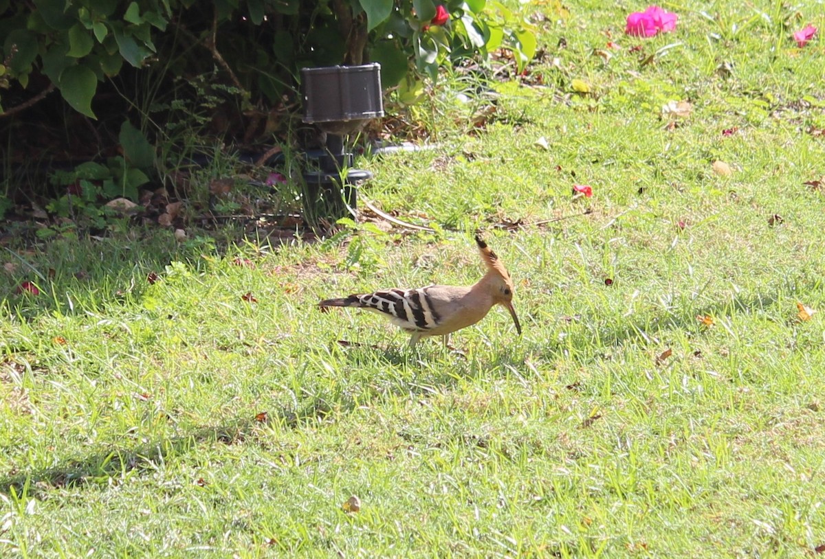 Eurasian Hoopoe - ML397256071