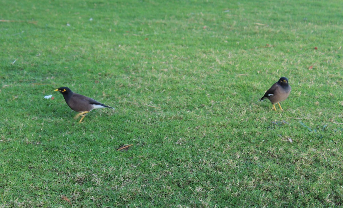 Common Myna - Jan Badura