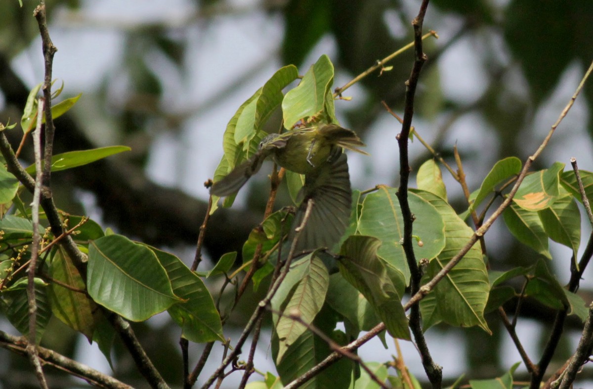 Yellow-margined Flatbill (examinatus) - ML39725681