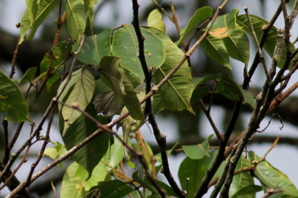 Yellow-margined Flatbill (examinatus) - Jay McGowan