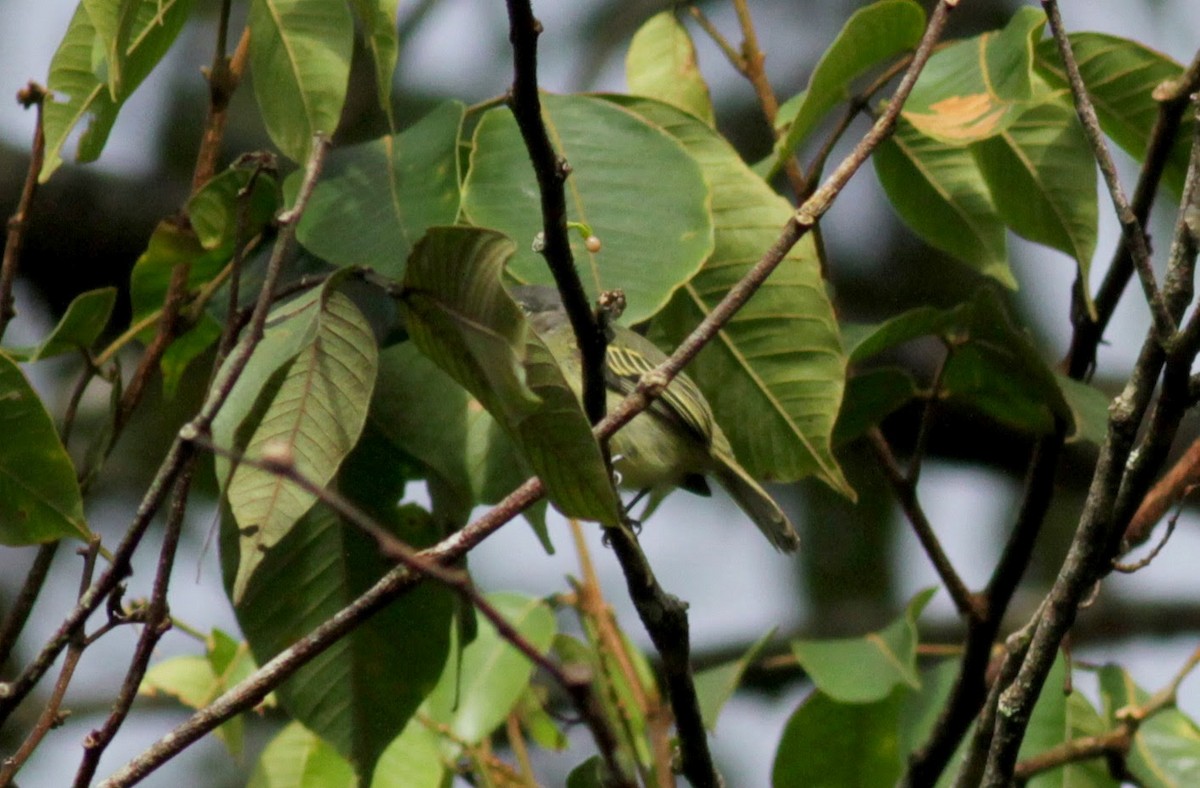 Yellow-margined Flatbill (examinatus) - ML39725721