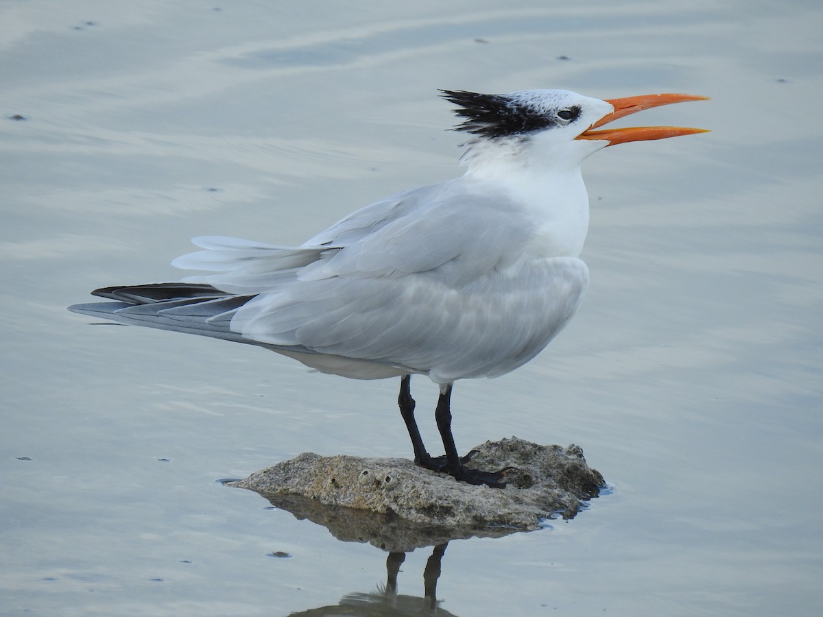 Royal Tern - ML397257751