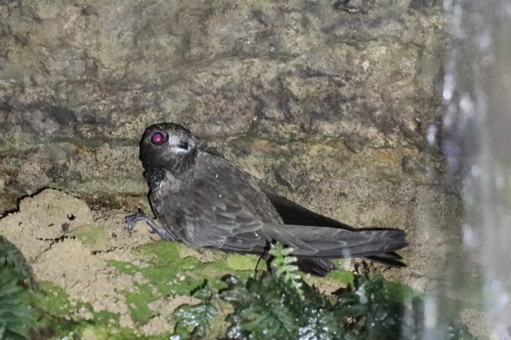 White-chinned Swift - ML397258111