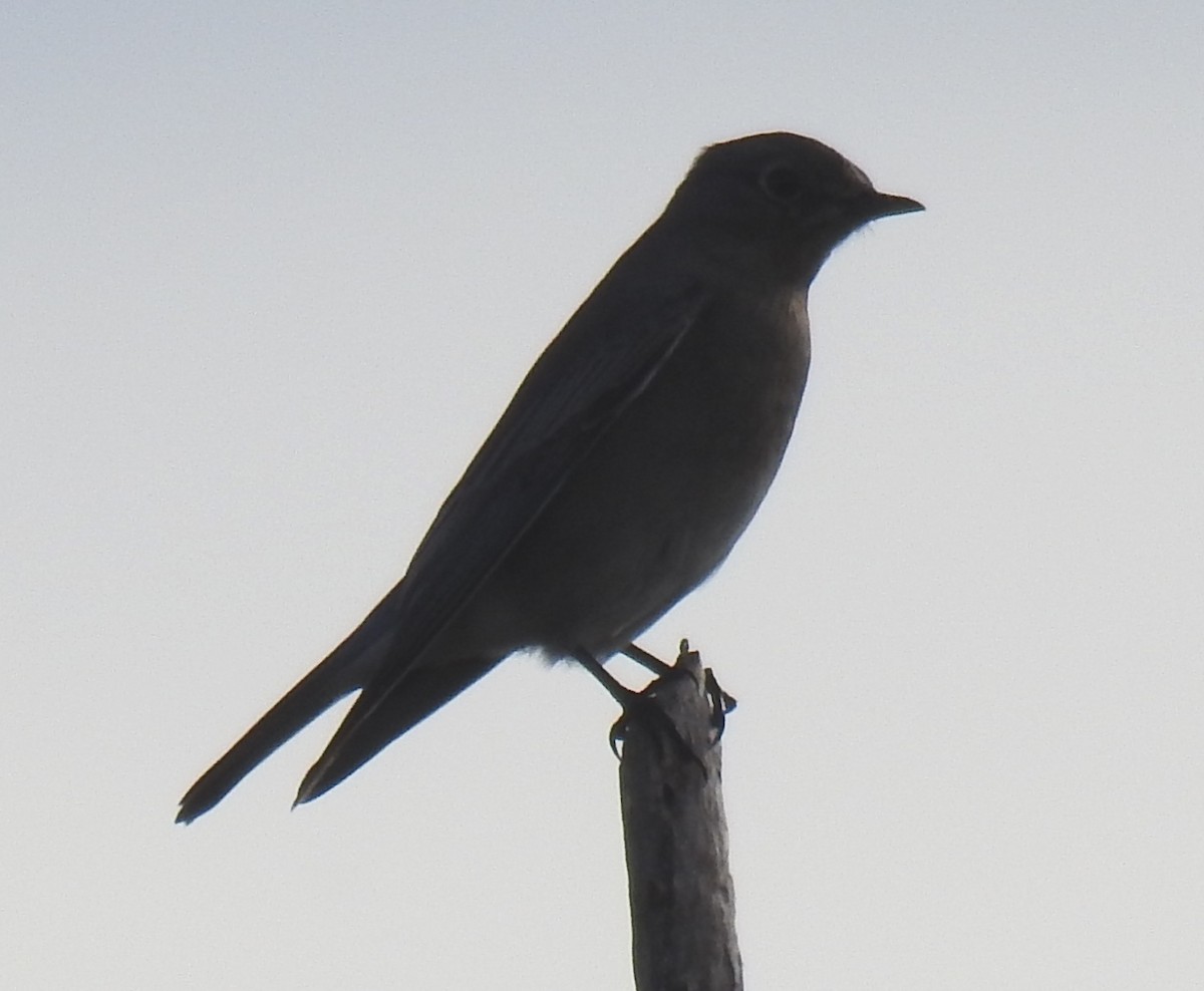 Mountain Bluebird - Jody  Wells