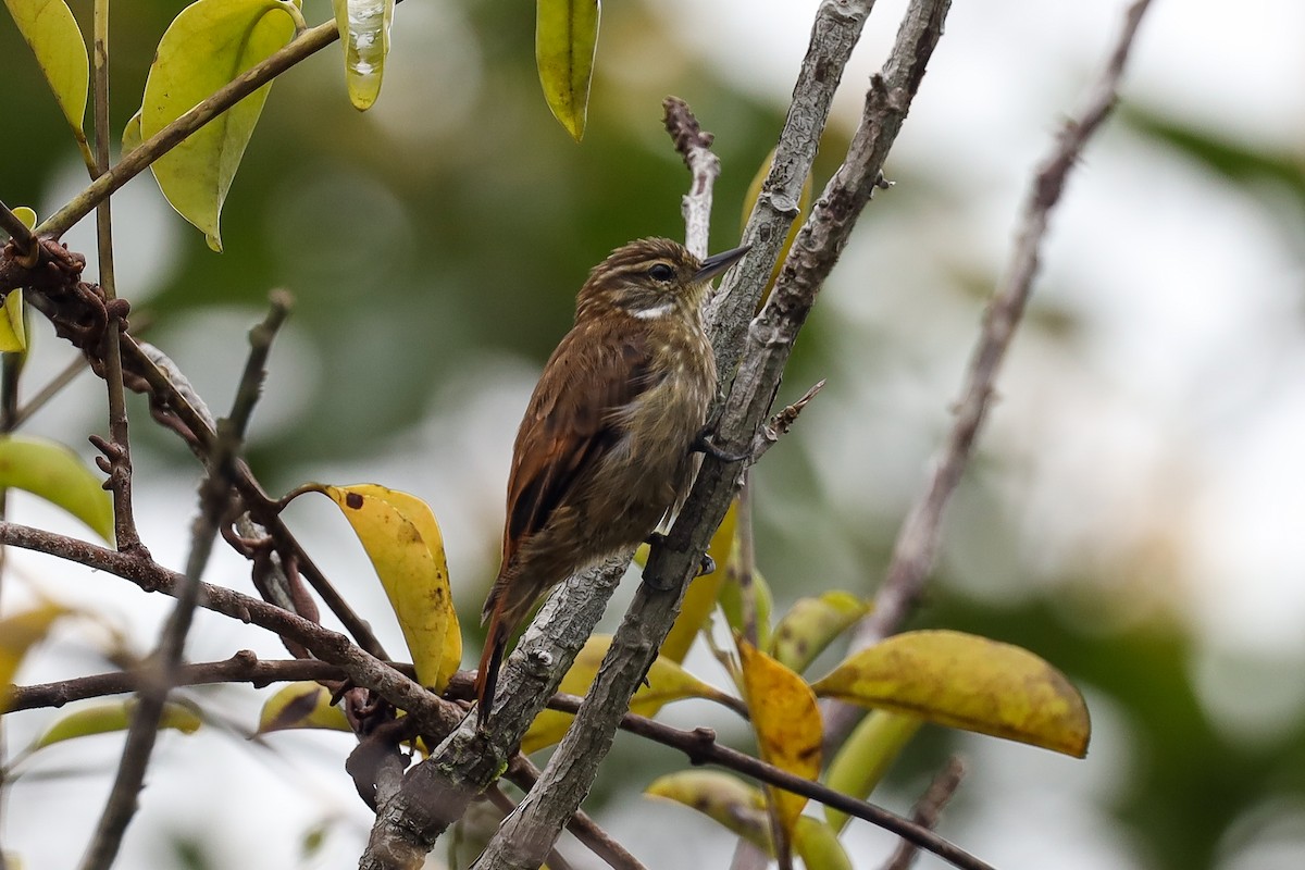 Slender-billed Xenops - ML397260011