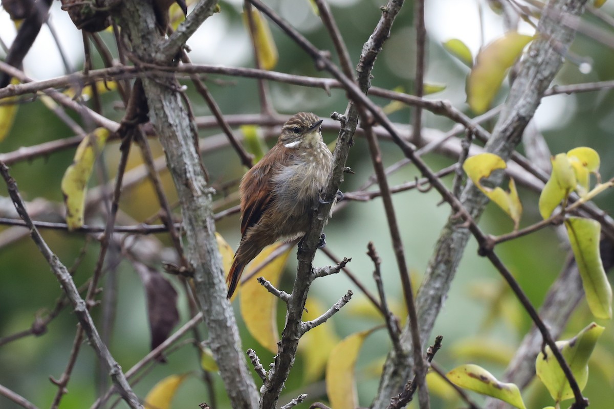 Slender-billed Xenops - ML397260041