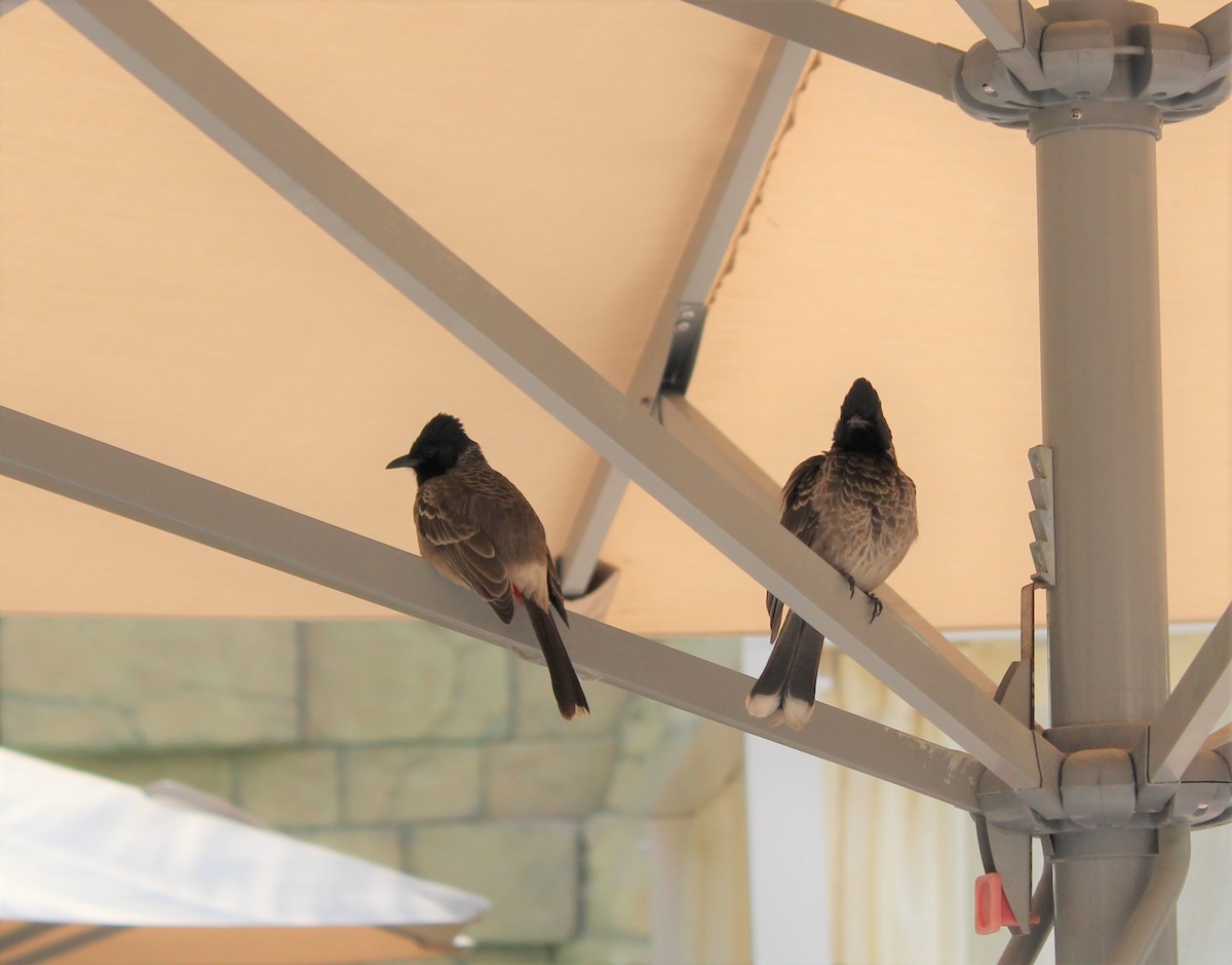 Red-vented Bulbul - ML397260131