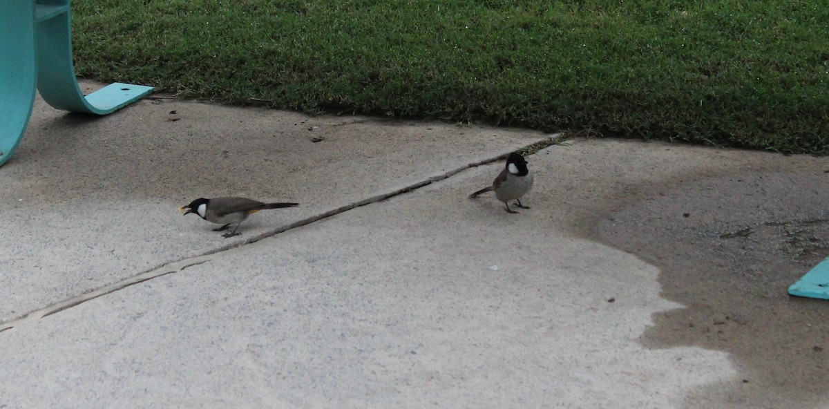 White-eared Bulbul - ML397260341